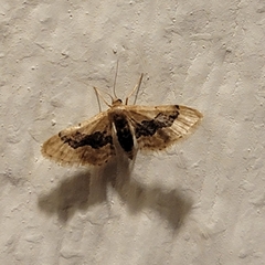 Idaea gemmata
