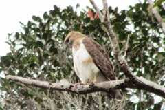 Buteo brachypterus