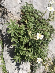 Potentilla alchimilloides