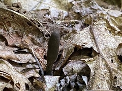 Xylaria ellisii