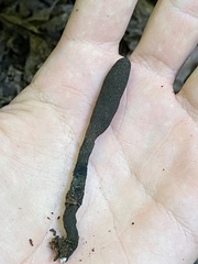Xylaria ellisii