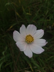 Cosmos diversifolius