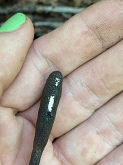 Xylaria ellisii