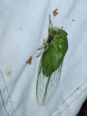 Okanagana viridis