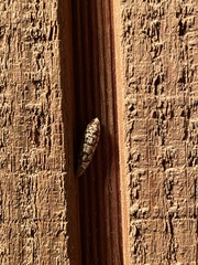 Choristoneura houstonana