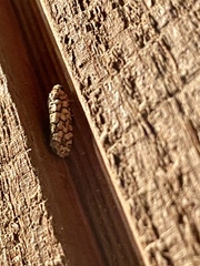 Choristoneura houstonana