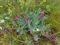 Oxytropis nitens