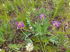 Oxytropis nitens