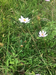 Cosmos diversifolius