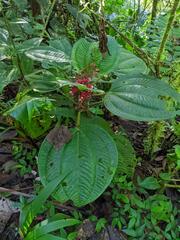 Miconia platyphylla