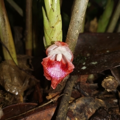 Boesenbergia albomaculata