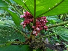 Miconia platyphylla