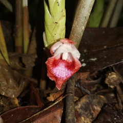 Boesenbergia albomaculata