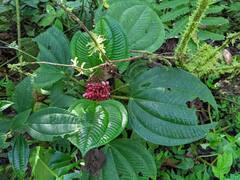 Miconia platyphylla