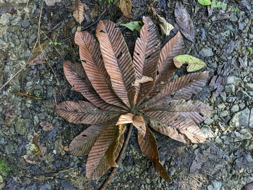 Pourouma cecropiifolia, photograph 5