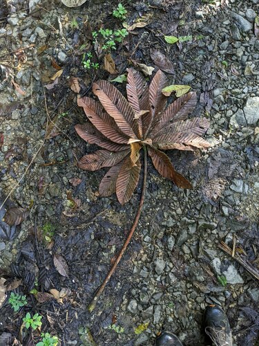 Pourouma cecropiifolia, photograph 6