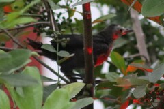 Turdus assimilis