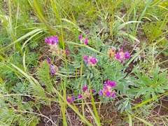 Oxytropis nitens