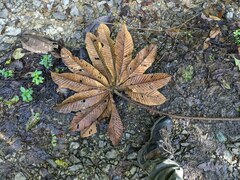 Pourouma cecropiifolia, photograph (c) Zac Peterson, some rights reserved (CC BY)