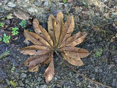 Pourouma cecropiifolia, photograph (c) Zac Peterson, some rights reserved (CC BY)