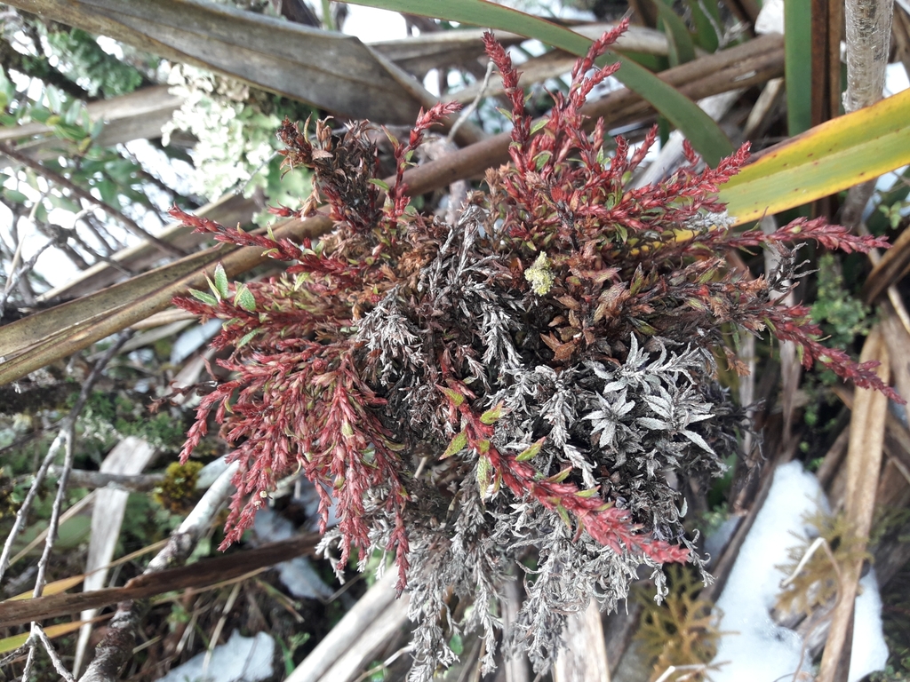 Aculops gaultheriae