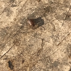 Myrmecophilidae