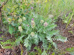 Oxytropis nitens