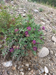 Oxytropis nitens