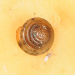 Euconulus