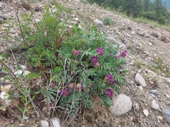 Oxytropis nitens