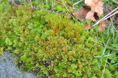 Plagiomnium venustum