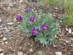 Oxytropis nitens