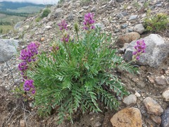 Oxytropis nitens