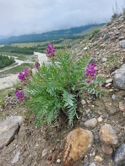 Oxytropis nitens
