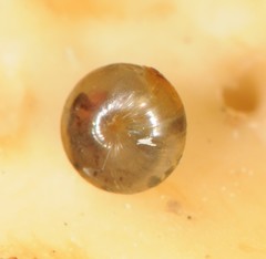 Euconulus