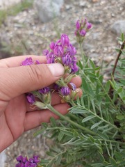 Oxytropis nitens