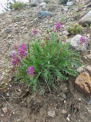 Oxytropis nitens