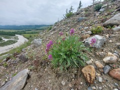 Oxytropis nitens