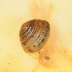 Euconulus