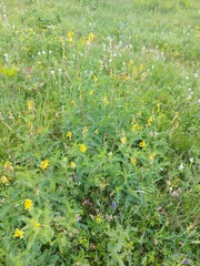Astragalus propinquus