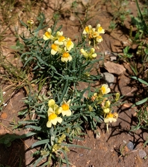 Linaria buriatica