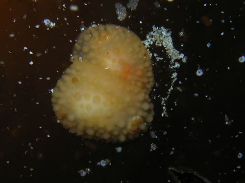 Fuzzy Onchidoris