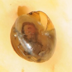 Euconulus