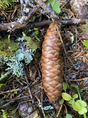 Picea × fennica