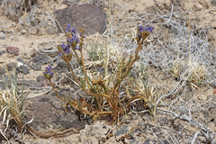 Phacelia corrugata