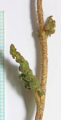 Phacelia corrugata