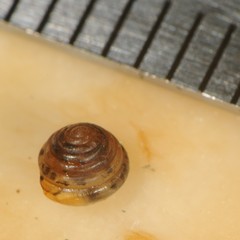 Euconulus