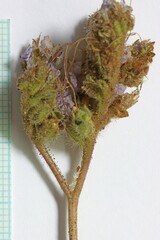Phacelia corrugata