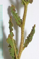 Phacelia corrugata