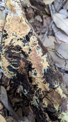 Rhizochaete radicata